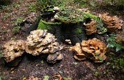 21st Jan 2011 - An old treestump and some toadstools