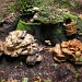 An old treestump and some toadstools by pyrrhula