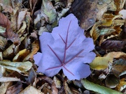 31st Oct 2021 - Purple Leaf