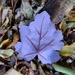Purple Leaf by moirab