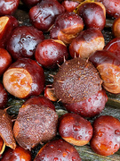 31st Oct 2021 - A Cluster of Conkers