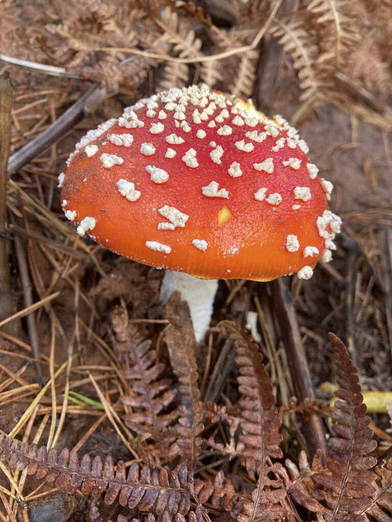 Fly agaric by sianharrison