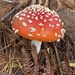 Fly agaric by sianharrison