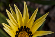 1st Nov 2021 - Gazania