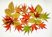 1st Nov 2021 - Autumn Leaves