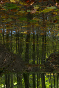 1st Nov 2021 - Patterns in a Woodland  Puddle