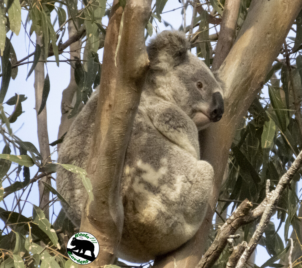 clockwork by koalagardens