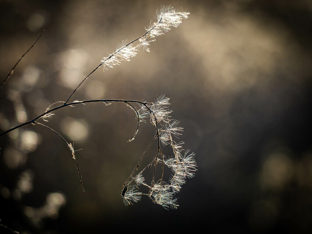 Seeds in the wind  by haskar