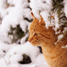 snow cat by aecasey