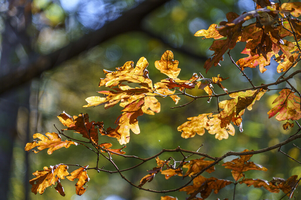 Golden Oak Leaves by k9photo