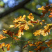 Golden Oak Leaves by k9photo