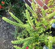 2nd Nov 2021 - Basil Gone to Seed