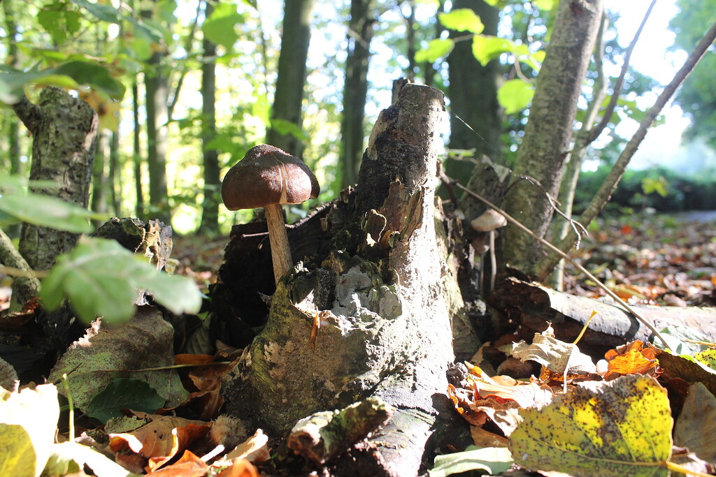 Autumn wood treasures 2 by pyrrhula