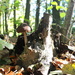 Autumn wood treasures 2 by pyrrhula