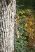 1st Nov 2021 - Squirrel Yoga