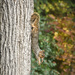 Squirrel Yoga by vera365