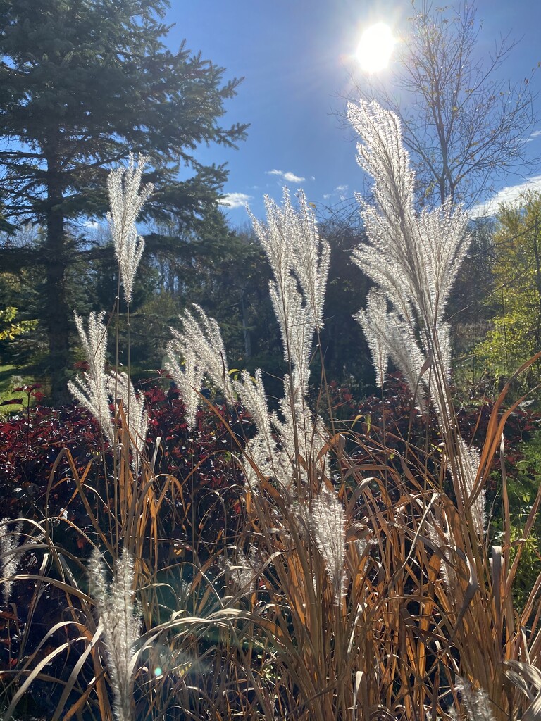 Grasses by radiogirl