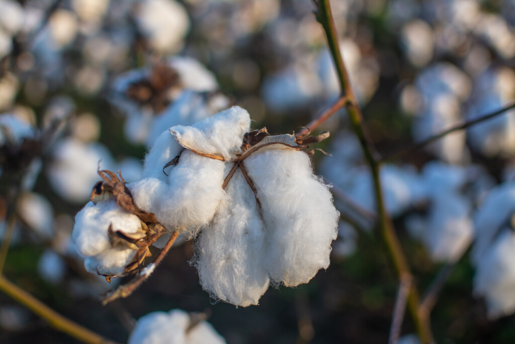 Cotton plant... by thewatersphotos