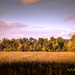 Amber Field of Grain by ggshearron