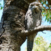 Tawny Frogmouth by onewing