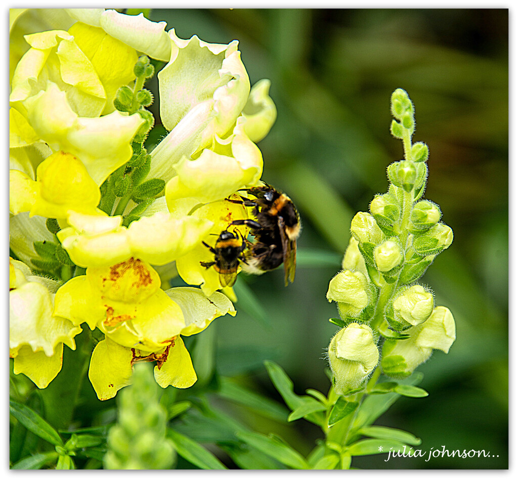 Bumble Bee's and Snap Dragons.. by julzmaioro