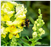 2nd Nov 2021 - Bumble Bee's and Snap Dragons..