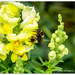 Bumble Bee's and Snap Dragons.. by julzmaioro