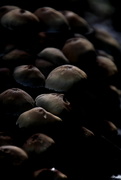 2nd Nov 2021 - Sleeping Mushrooms
