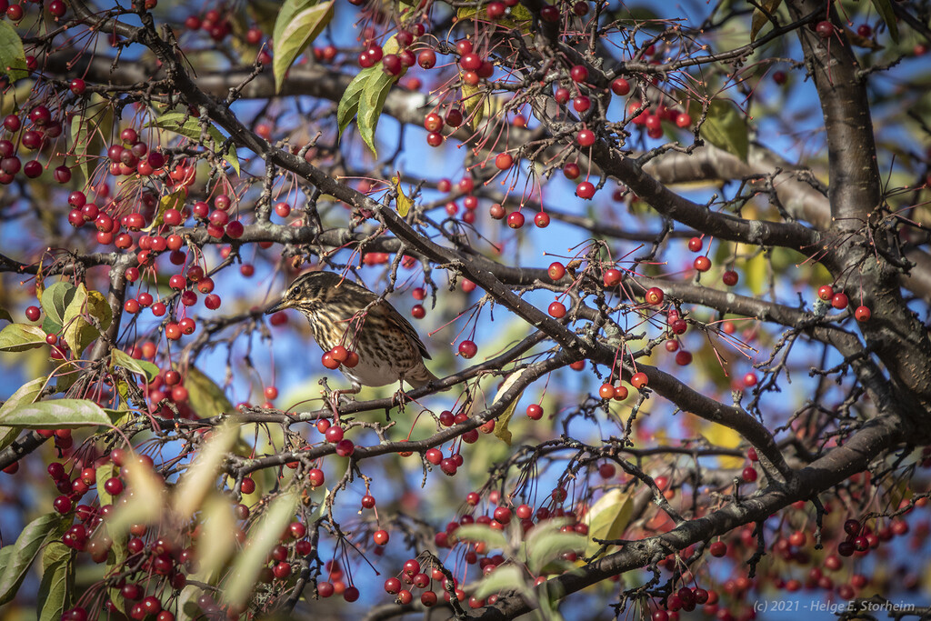 Birds & berries by helstor365