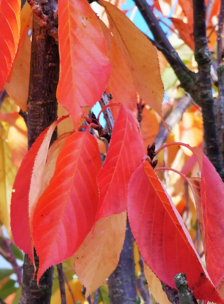 Flame coloured leaves by plainjaneandnononsense