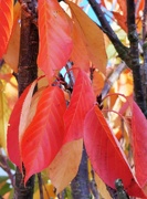 2nd Nov 2021 - Flame coloured leaves