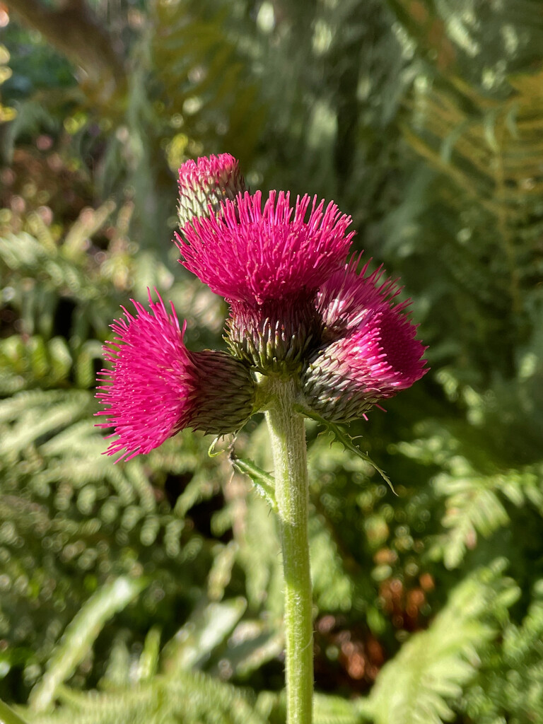 Cirsium by 365projectmaxine