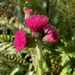 Cirsium by 365projectmaxine