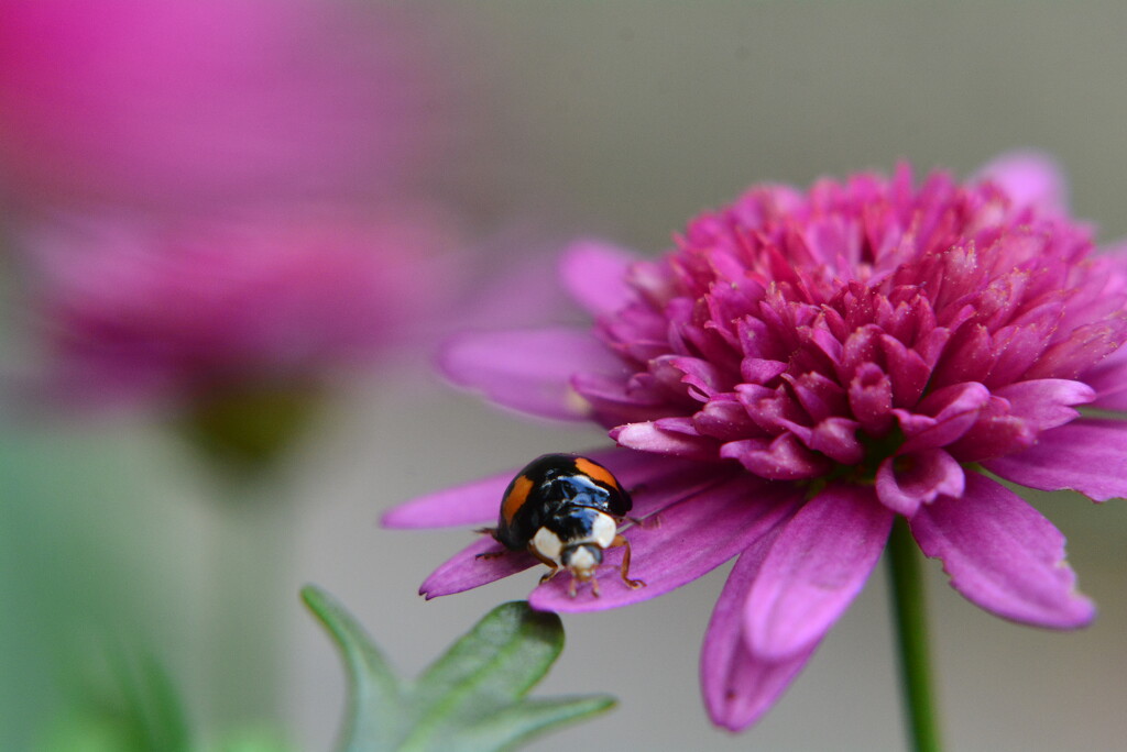 Ladybird on pink flower....... by ziggy77