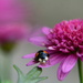 Ladybird on pink flower....... by ziggy77