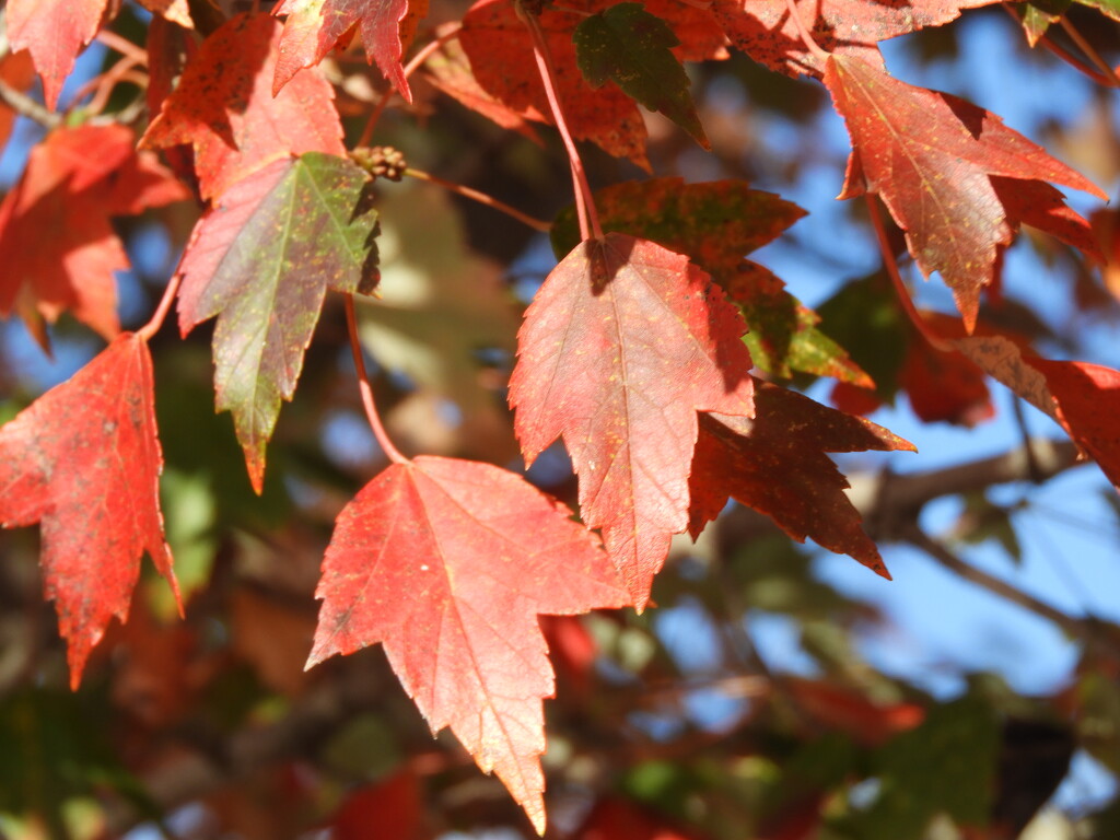 Leaves in the Sunshine by homeschoolmom