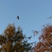 Autumn flight by jokristina