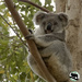 Queen of mischief by koalagardens