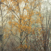 November fog by daryavr