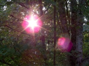 3rd Nov 2021 - Playing with lens and sun flares...
