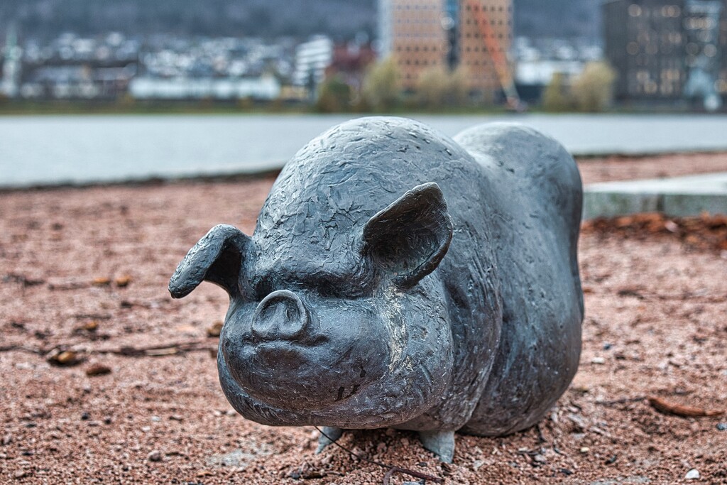 Pig by okvalle