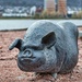 Pig by okvalle