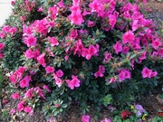 3rd Nov 2021 - Azaleas in Bloom