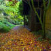 Leaf Strewn Path by jgpittenger