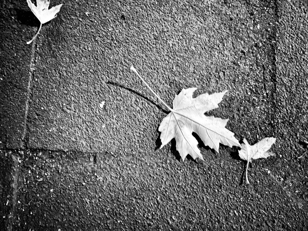 Leaves on the street by 0x53