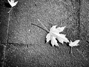2nd Nov 2021 - Leaves on the street