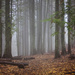 Foggy walk in the woods by kiwichick