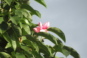 31st Oct 2021 - magnolia