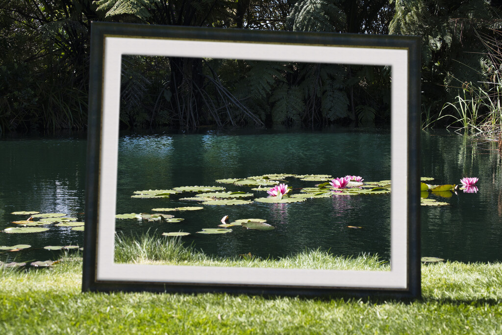Framed water lilies by dkbarnett