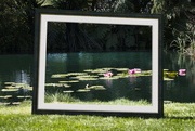 2nd Nov 2021 - Framed water lilies